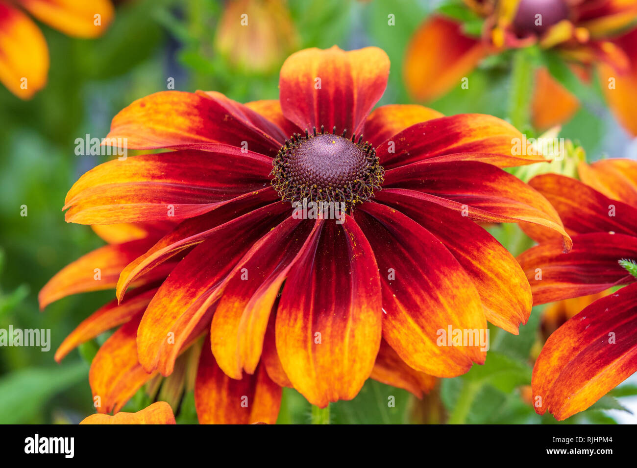 Rudebeckia close-up et en pleine floraison Banque D'Images