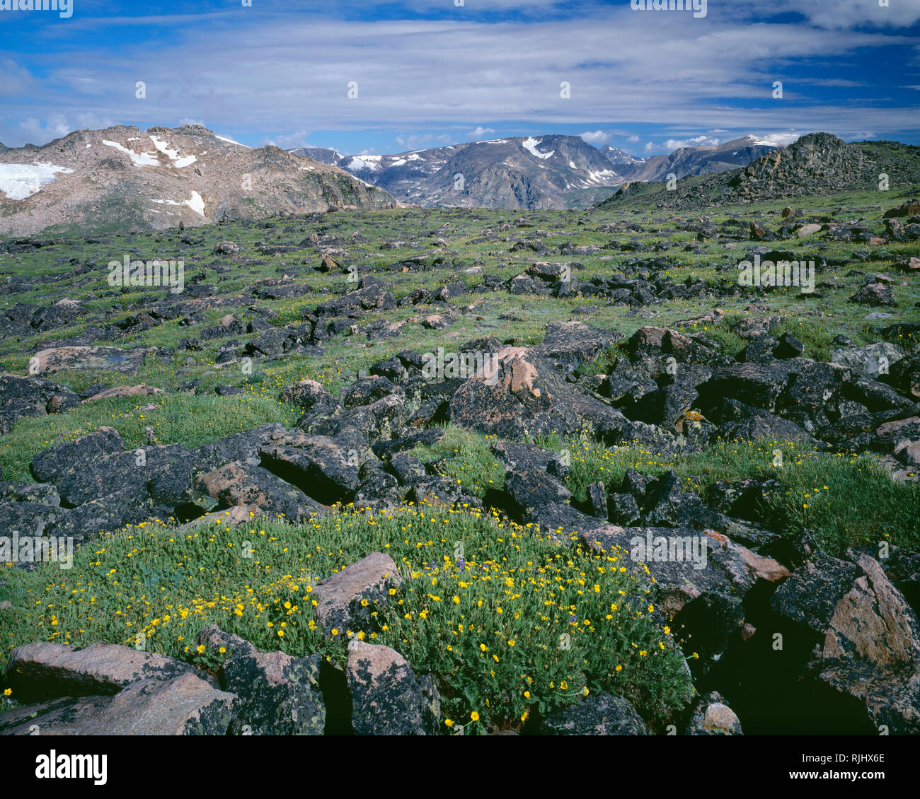 USA, Wyoming, forêt nationale de Shoshone, fleurs jaune d'alpine avens et rochers incrustés de lichen avec les pics du Beartooth Mountains. Banque D'Images