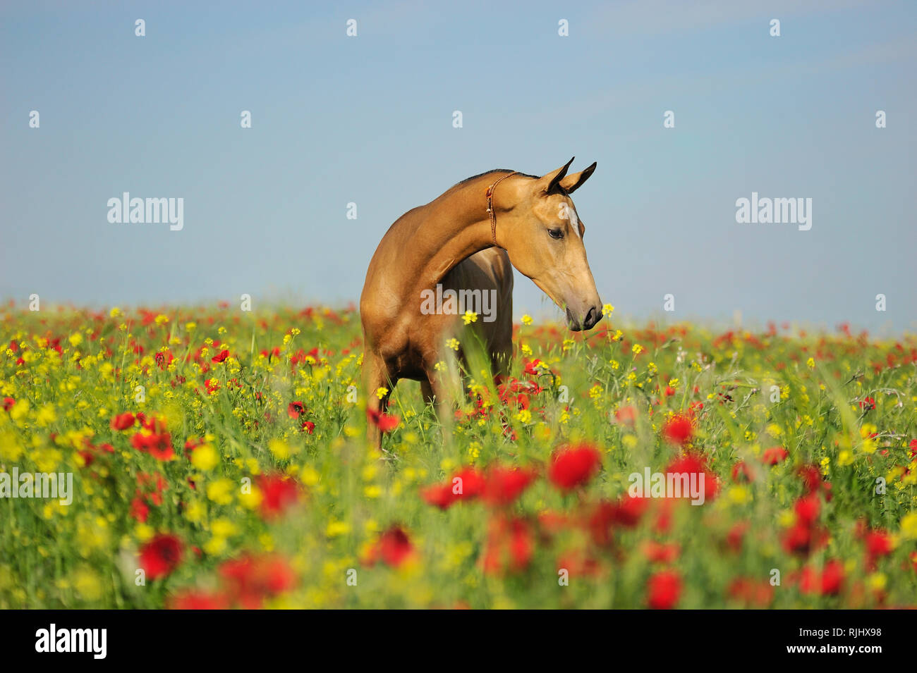 Chevaux akhal-teke doré avec décoration cantrecord debout sur un champ rempli de fleurs rouge et jaune Banque D'Images