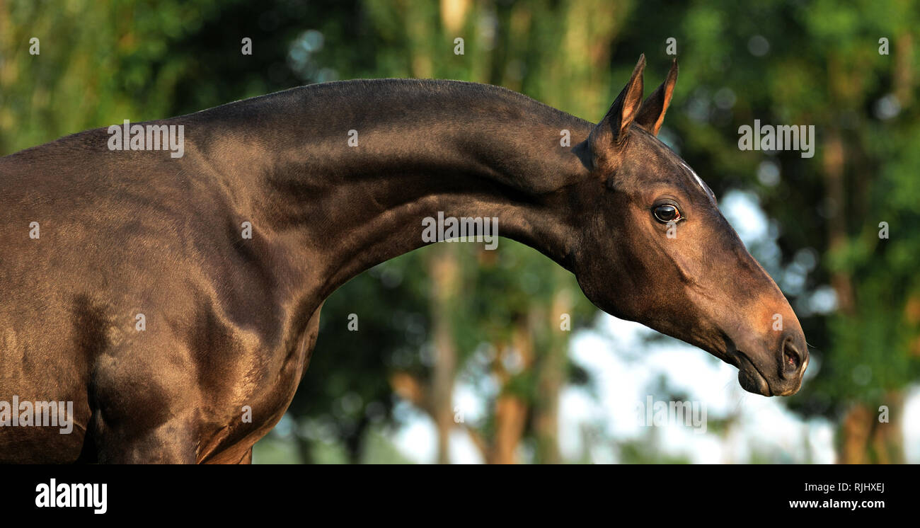 Portrait d'un jeune cheval akhal téké au long cou regardant à droite sur un arrière-plan flou Banque D'Images