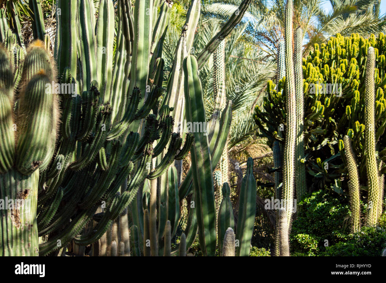 Le jardin de cactus à l'Oasis Park de Fuerteventura, Îles Canaries Banque D'Images