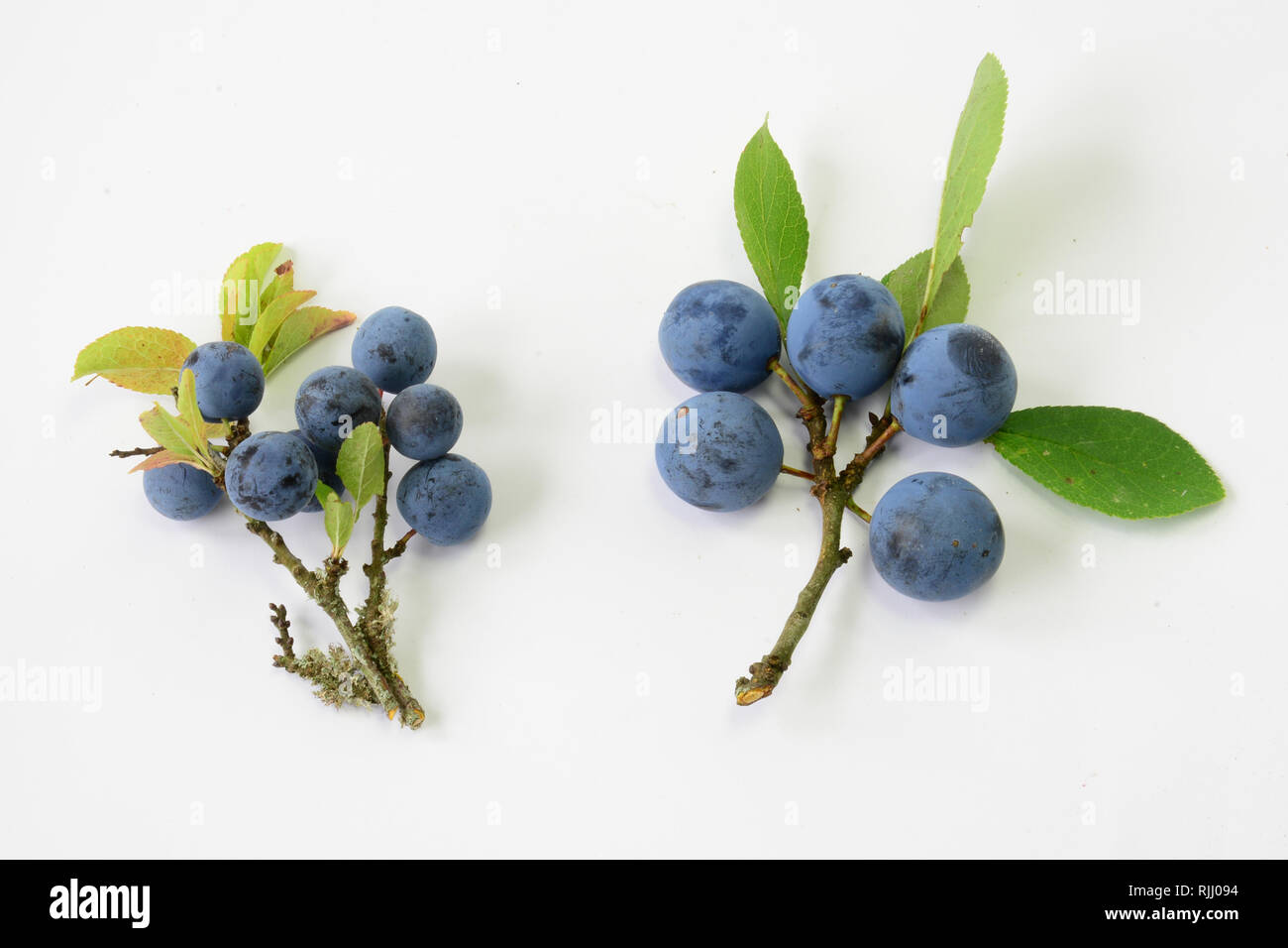 De gauche à droite : Fruit de prunellier (Prunus spinosa) et anglais bullace prune, Damson prunier (Prunus domestica ssp. Incisia incisia, Prunus). Allemagne Banque D'Images