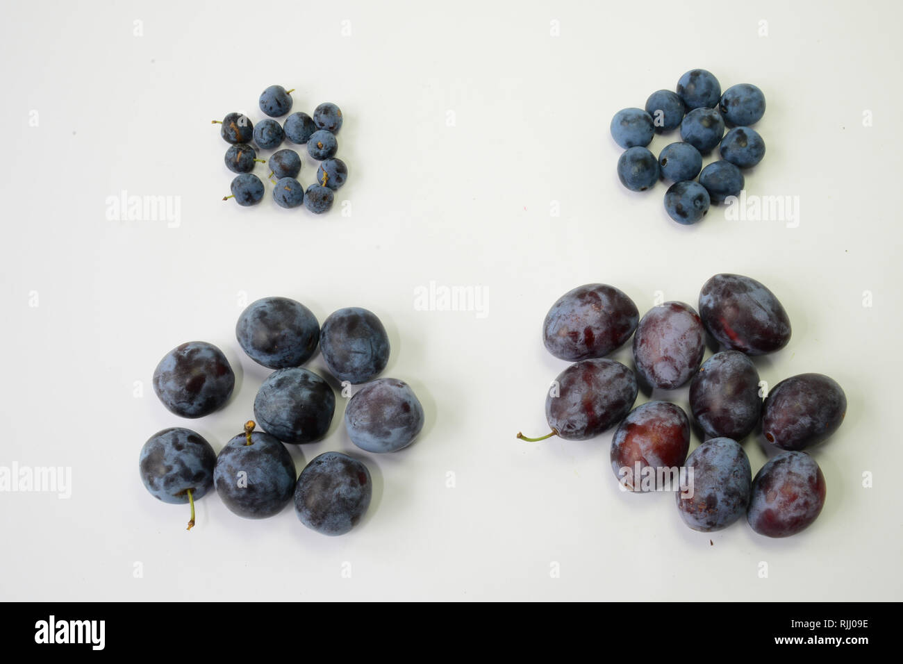 Variétés de Prunus. Ligne du haut, de gauche à droite : Prunellier et anglais bullace prune, Damson Plum ; Rangée inférieure, de gauche à droite : Prune et Zwetschge. Banque D'Images