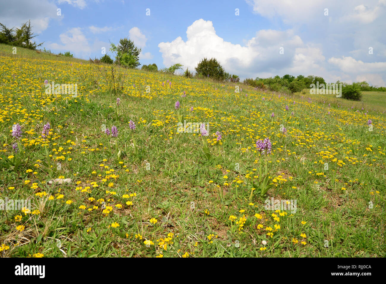 La vesce à cheval (Hippocrepis comosa) et militaire, Soldat Orchidées Orchidées (Orchis militaris). Plantes à fleurs sur un pré. Allemagne Banque D'Images