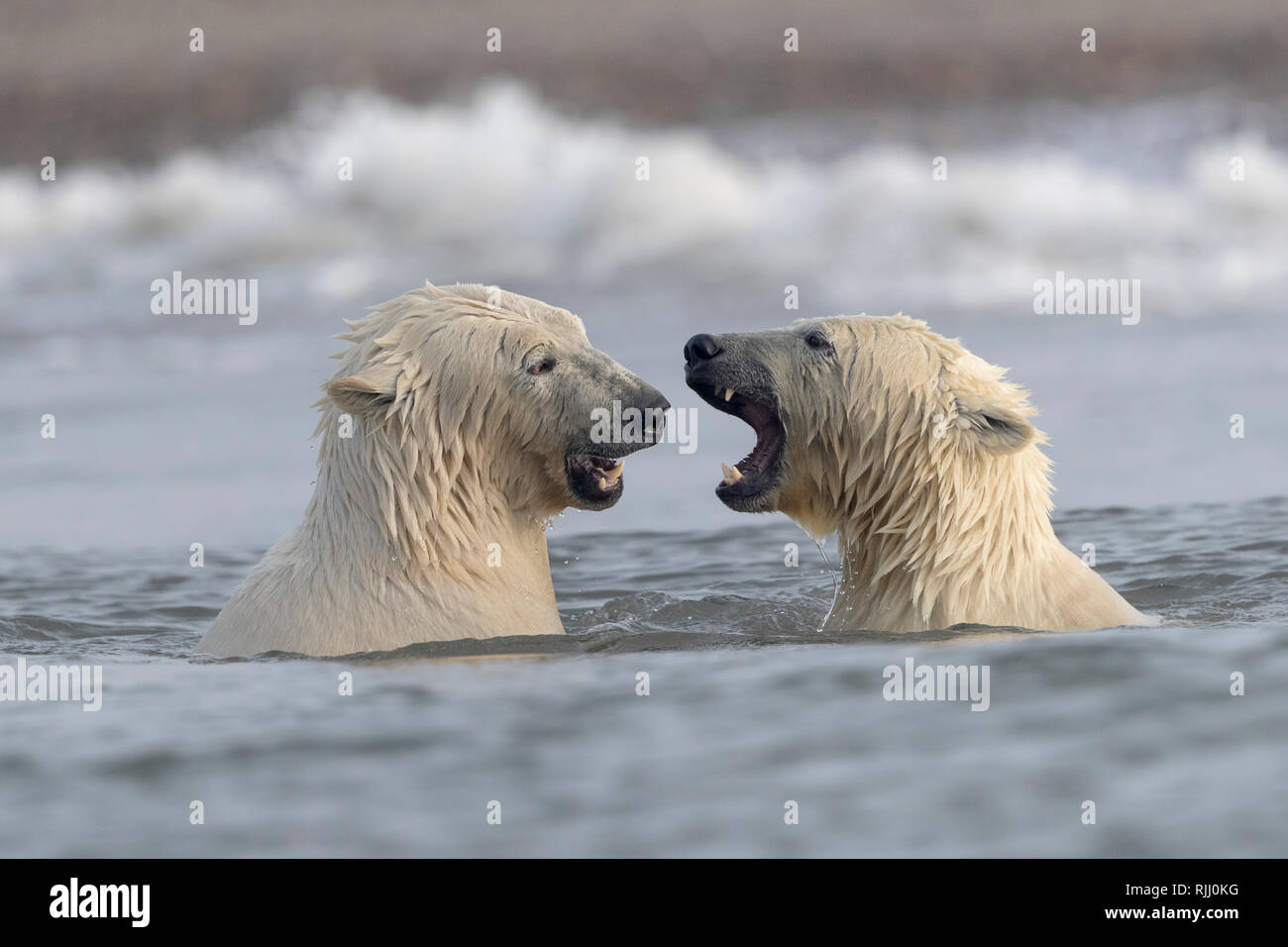 L'ours polaire (Ursus maritimus, Thalarctos maritimus). Deux individus playfighting en eau peu profonde. Banque D'Images