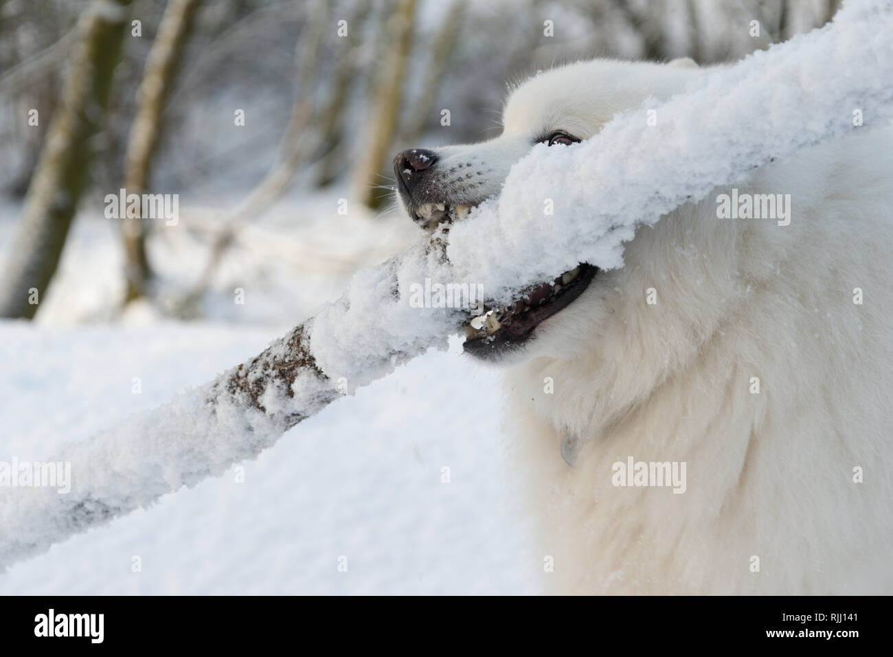 Samoyed avec bâton dans la neige Banque D'Images