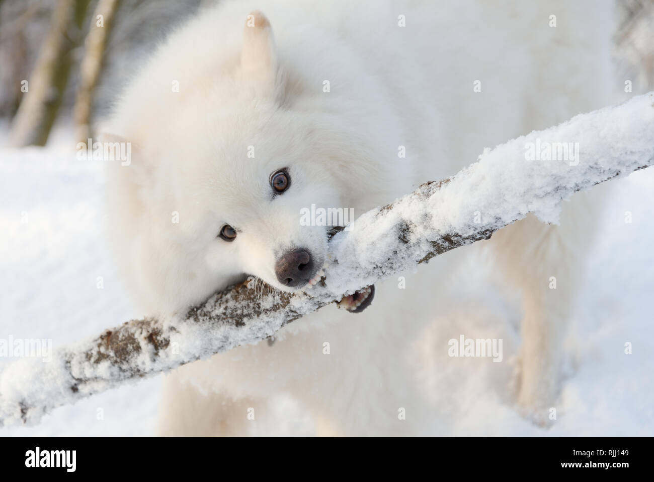 Samoyed avec bâton dans la neige Banque D'Images