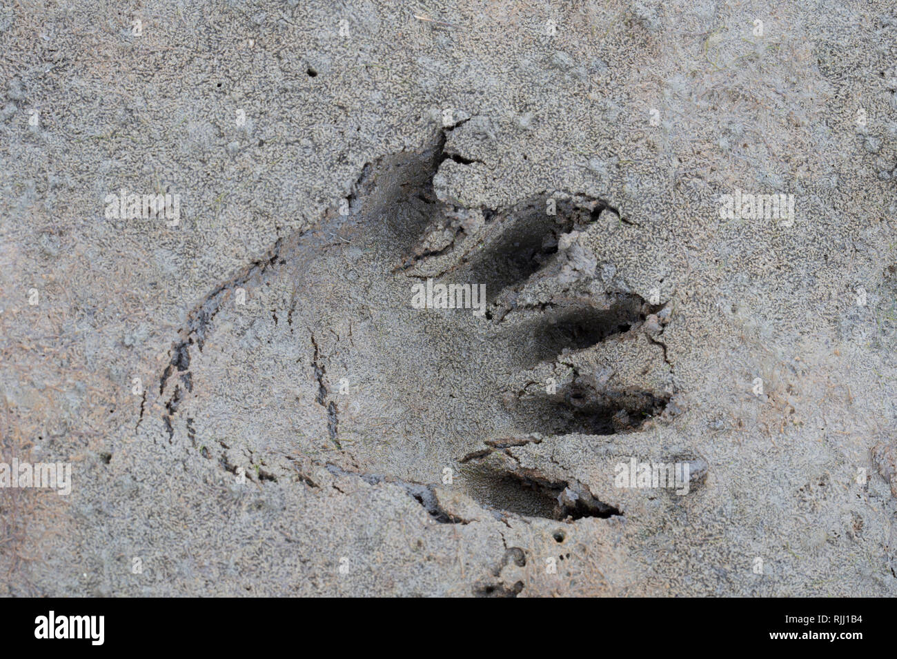 Le raton laveur (Procyon lotor), voie dans un sol sablonneux. Allemagne Banque D'Images