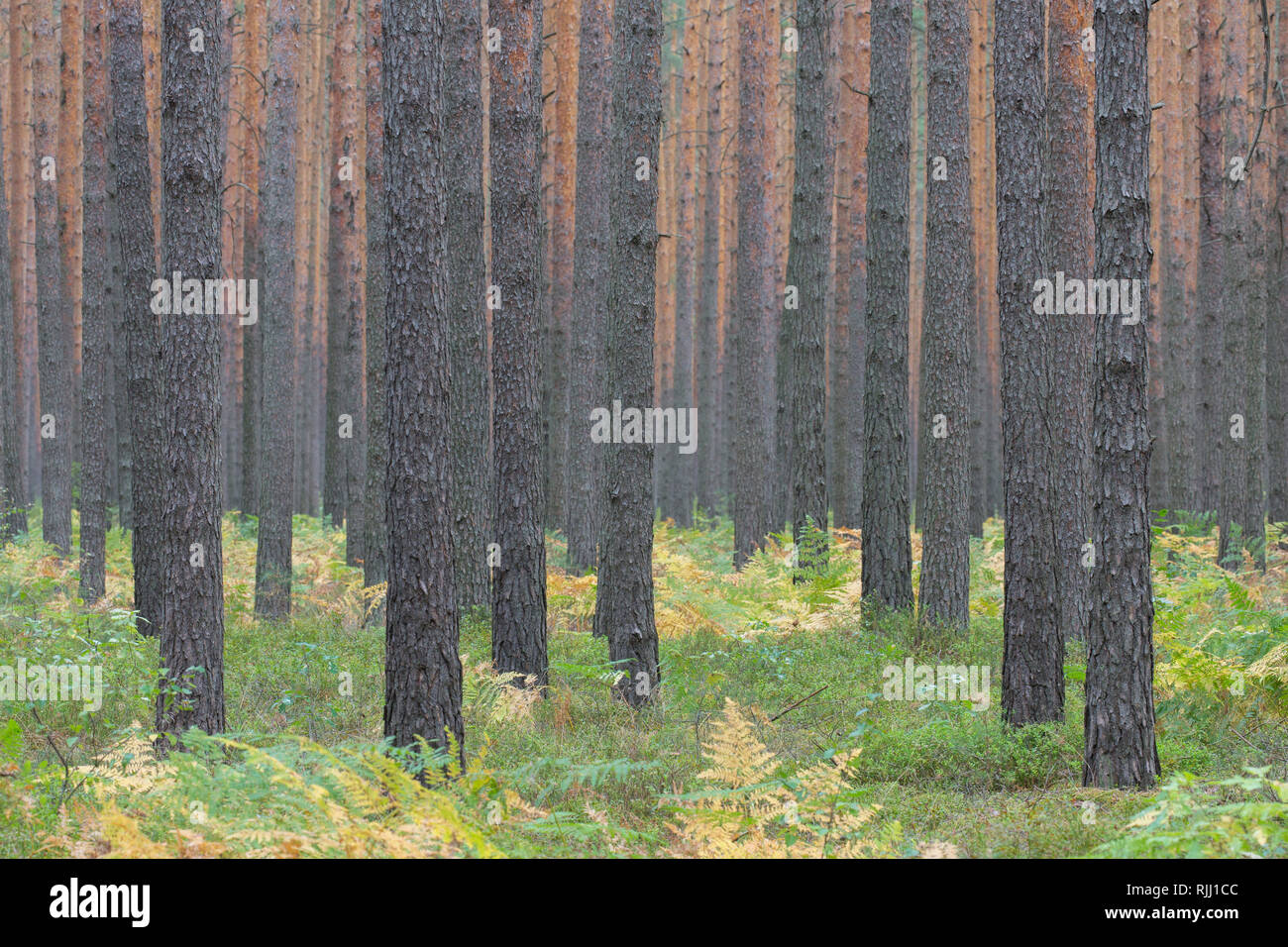 Le pin sylvestre (Pinus sylvestris), forêt. La Saxe, Allemagne Banque D'Images