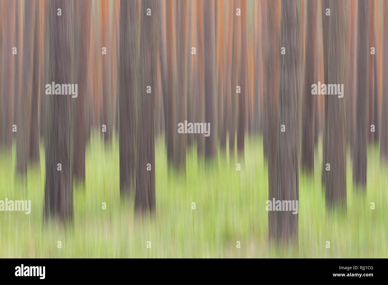 Le pin sylvestre (Pinus sylvestris), forêt. La Saxe, Allemagne Banque D'Images