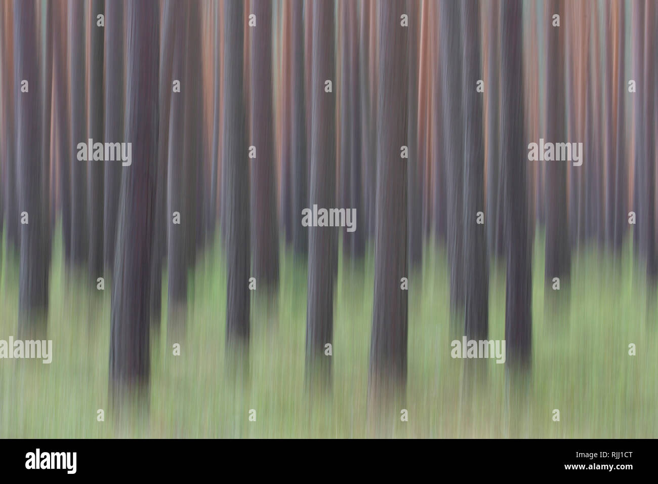 Le pin sylvestre (Pinus sylvestris), forêt. La Saxe, Allemagne Banque D'Images