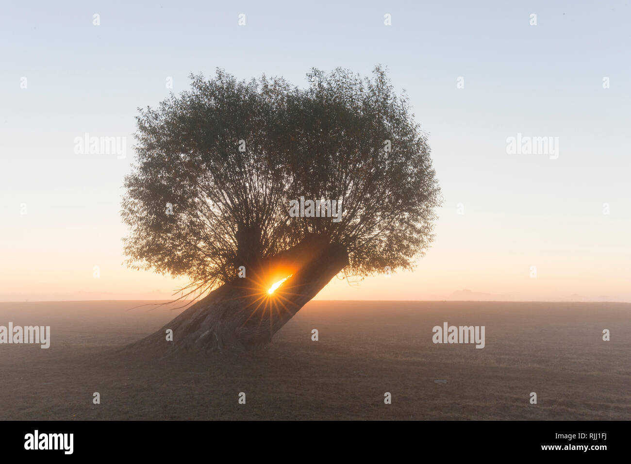 Le saule blanc (Salix alba). Willow dans le lever du soleil, Basse-Saxe, Allemagne Banque D'Images