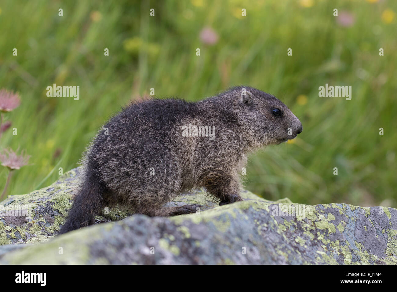 Marmotte des Alpes (Marmota marmota). Les jeunes sur un rocher. Parc National du Haut Tauern, Autriche Banque D'Images