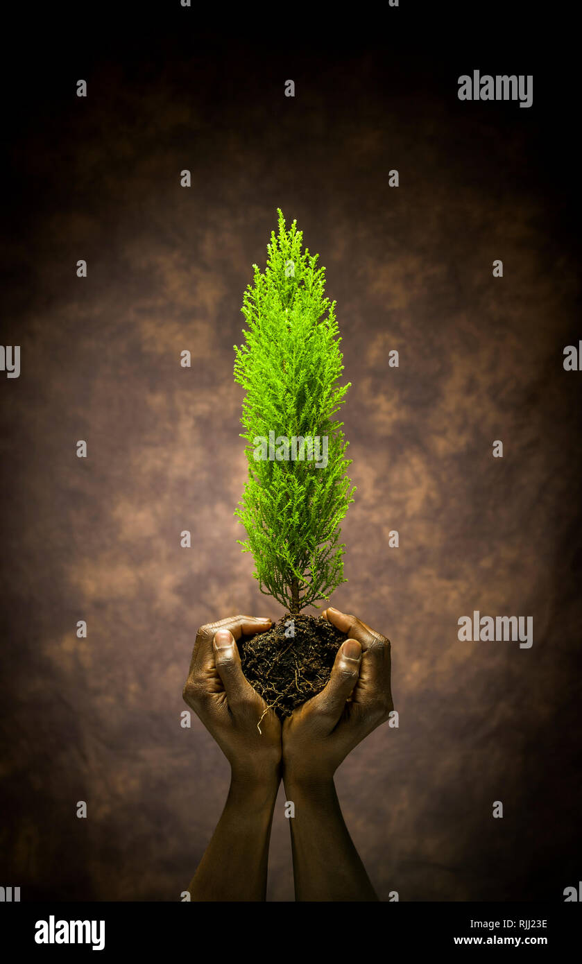 Une paire de mains tenant un teint foncé petit arbre par c'est motte. A conceptual image montrant l'humanité en tant que gardiens du monde naturel. Banque D'Images