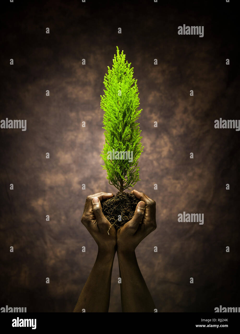 Une paire de mains tenant un teint foncé petit arbre par c'est motte. A conceptual image montrant l'humanité en tant que gardiens du monde naturel. Banque D'Images