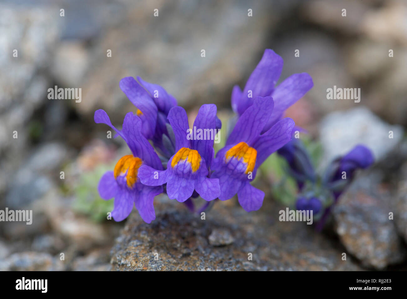La linaire des Alpes (Linaria alpina). Plante en fleurs au Parc National Hohe Tauern, Carinthie, Autriche Banque D'Images