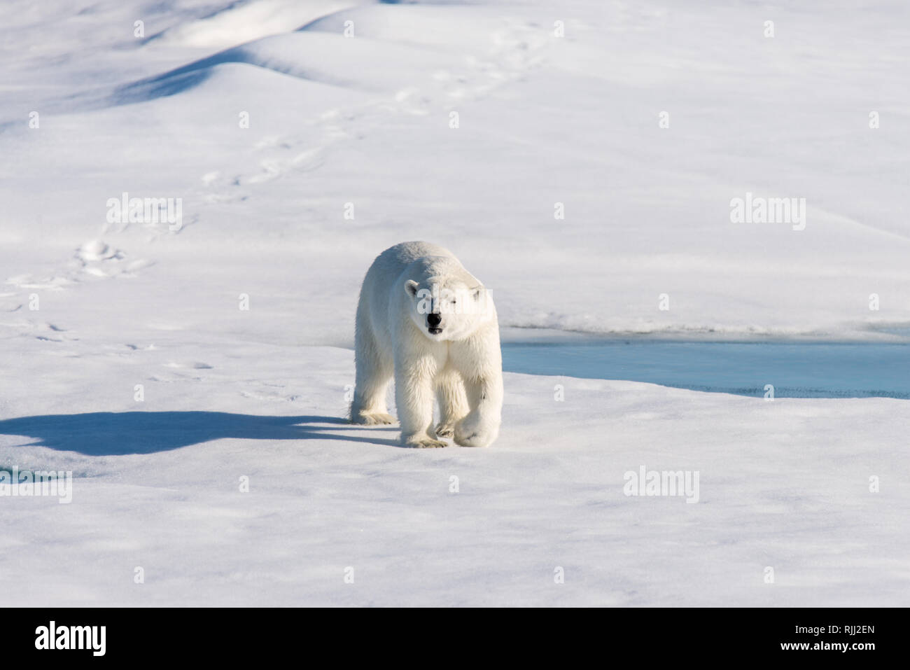 L'ours polaire (Ursus maritimus) Aller sur la banquise au nord de l'île de Spitsbergen, Svalbard Banque D'Images