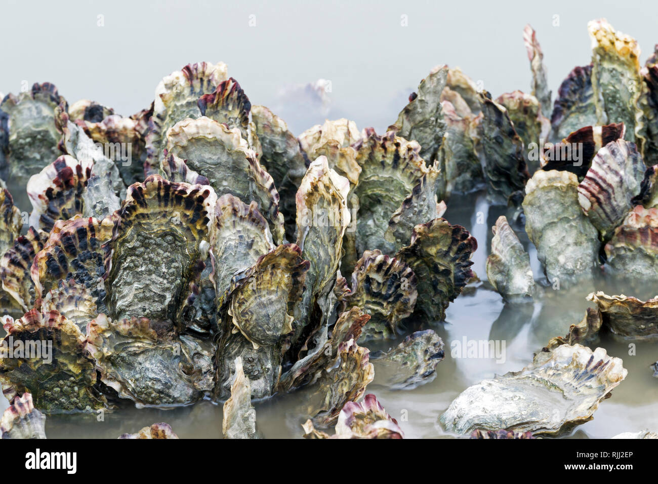 L'huître creuse du Pacifique (Crassostrea gigas) à la côte de la mer du Nord, de l'Allemagne. Banque D'Images