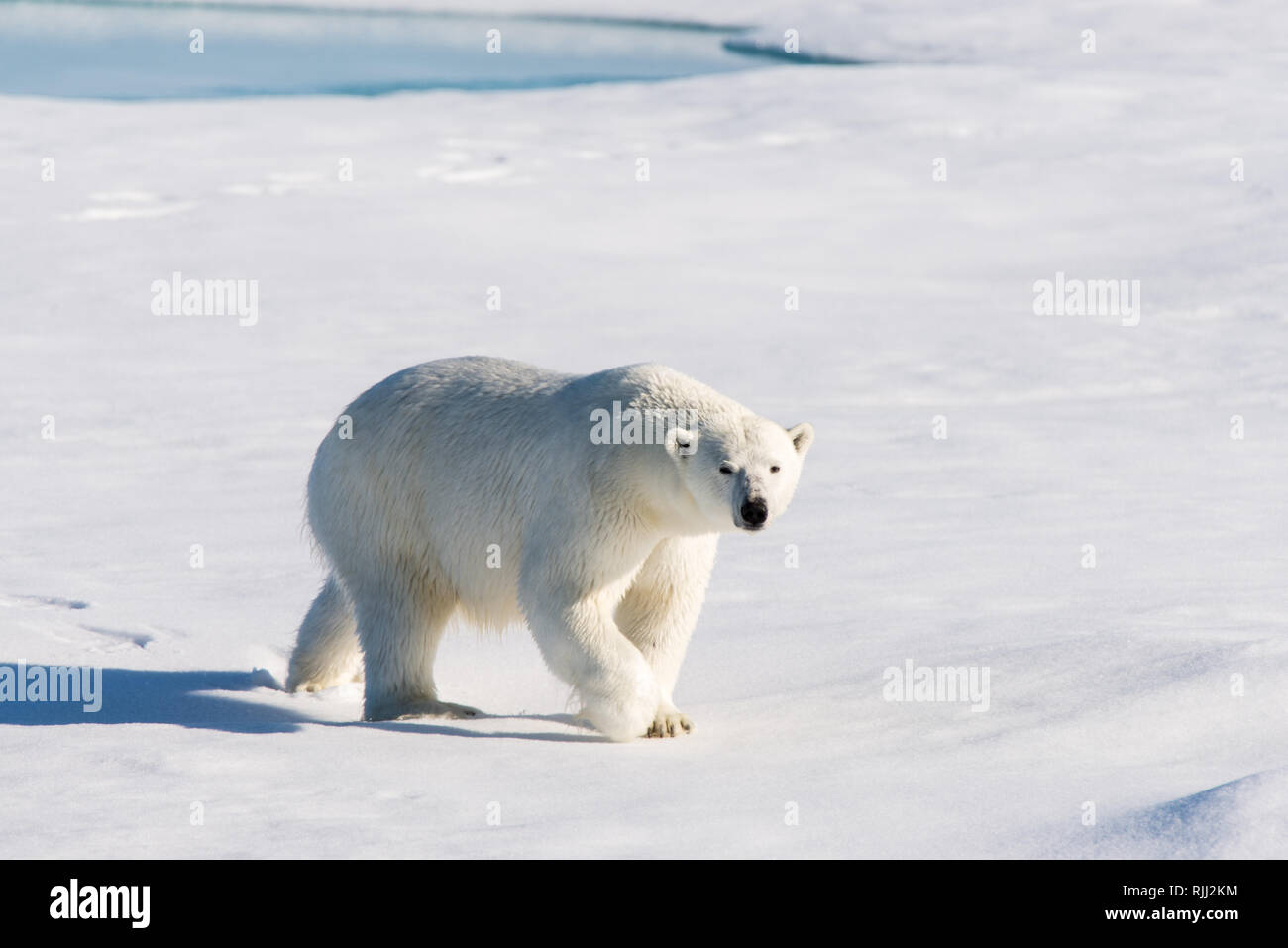 L'ours polaire (Ursus maritimus) Aller sur la banquise au nord de l'île de Spitsbergen, Svalbard Banque D'Images