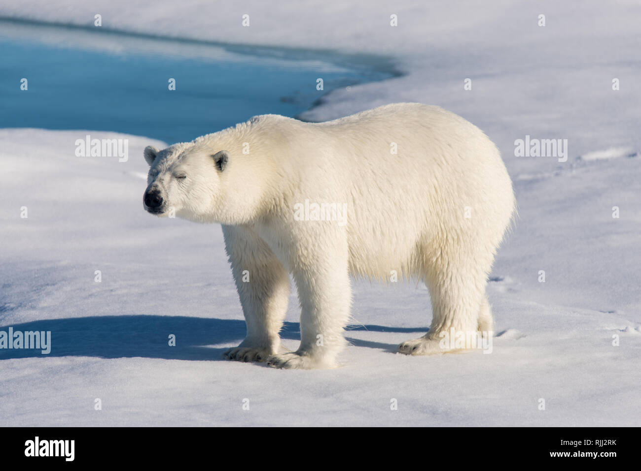 L'ours polaire (Ursus maritimus) Aller sur la banquise au nord de l'île de Spitsbergen, Svalbard Banque D'Images