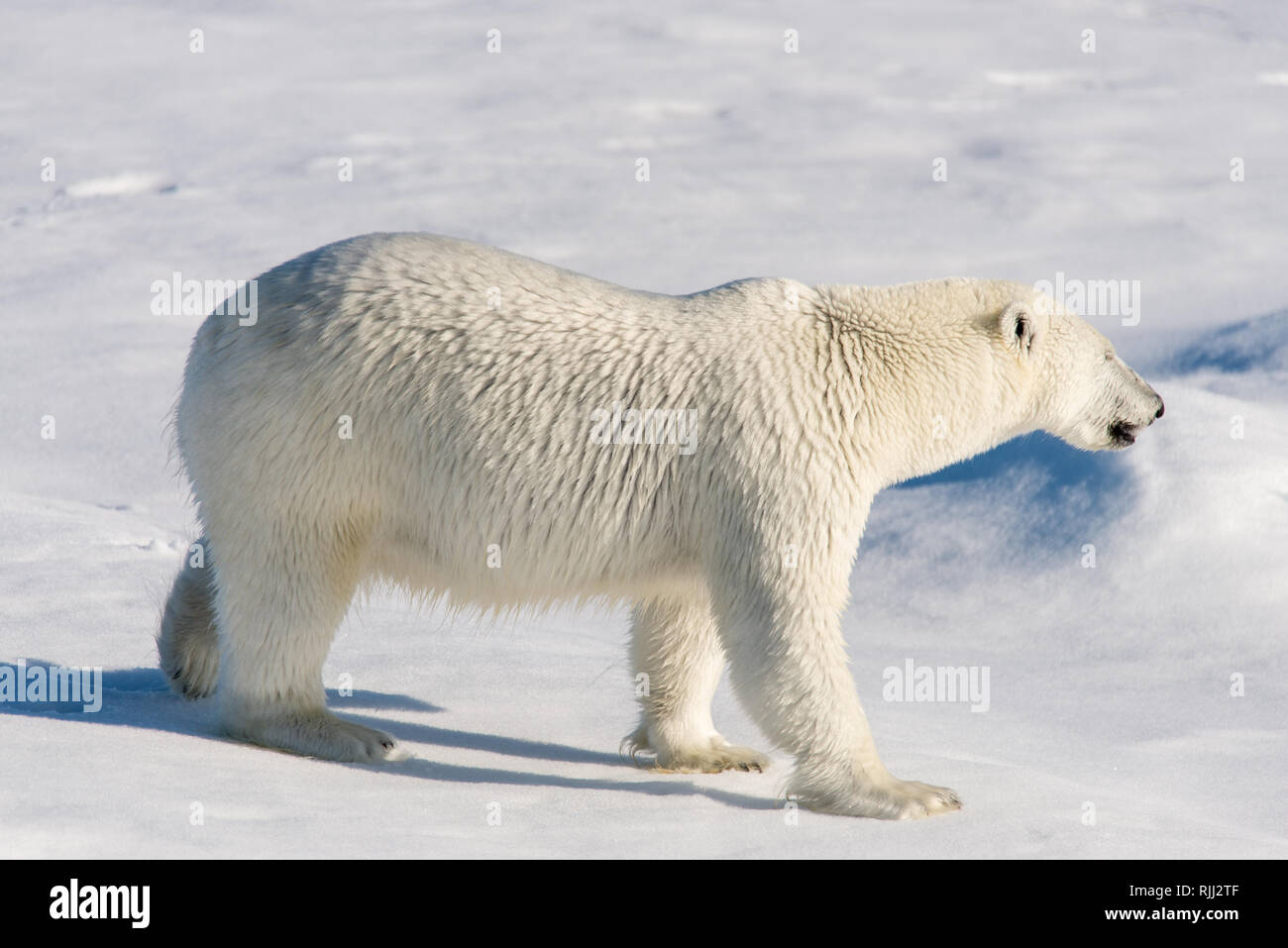 L'ours polaire (Ursus maritimus) Aller sur la banquise au nord de l'île de Spitsbergen, Svalbard Banque D'Images