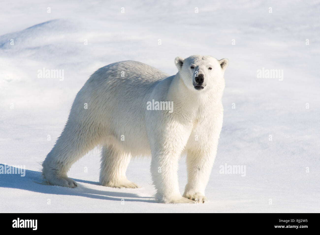 L'ours polaire (Ursus maritimus) Aller sur la banquise au nord de l'île de Spitsbergen, Svalbard Banque D'Images