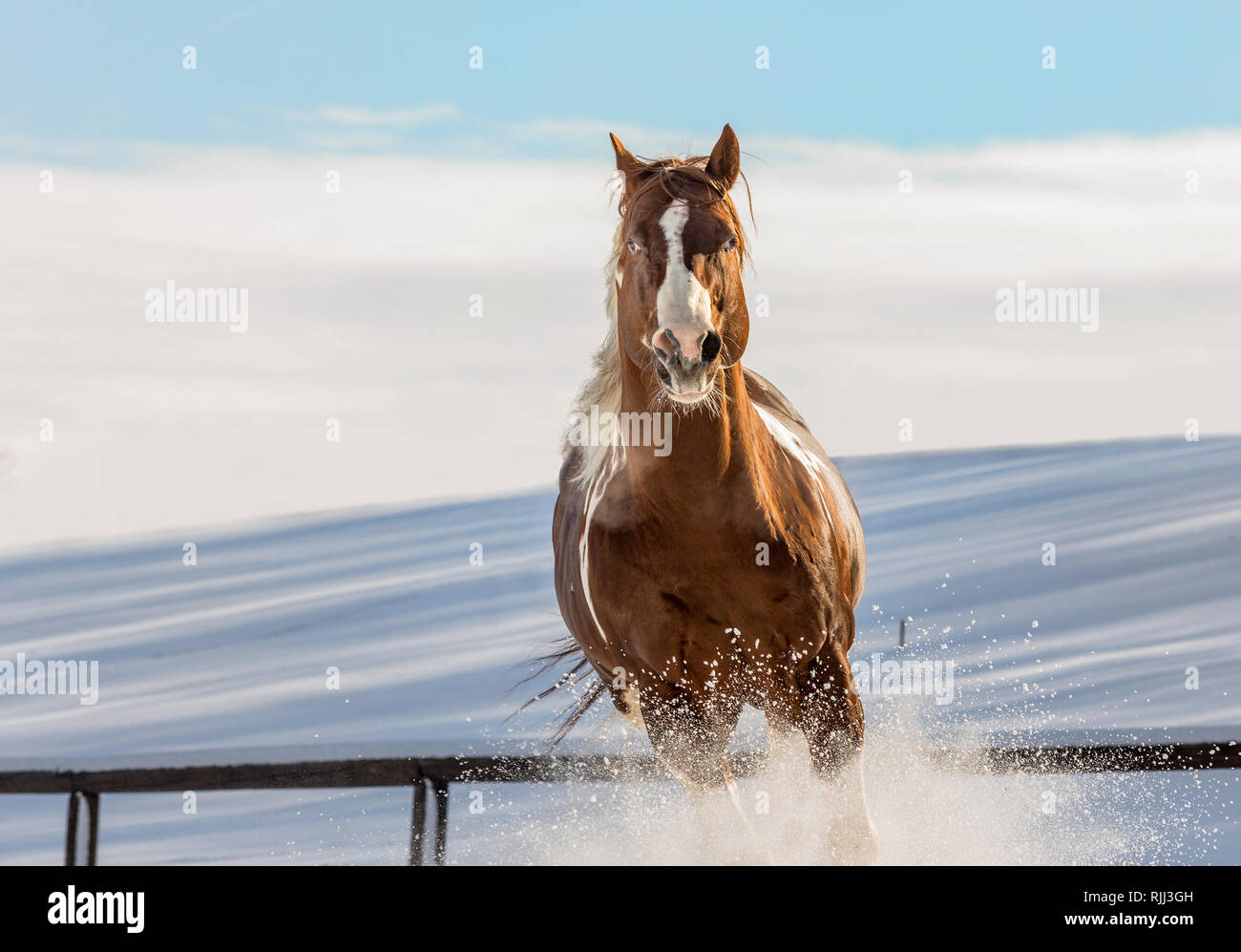 DJ fantastique cheval Saint-valentin sur la neige au galop sur une journée ensoleillée en hiver. République tchèque Banque D'Images