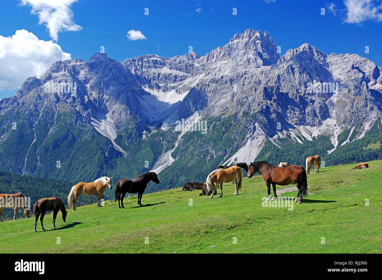 Des chevaux dans une prairie alpine dans les Dolomites de Sexten. Et l'Italien Haflinger chevaux de trait dans le pâturage. Parc Naturel des Dolomites, le Tyrol du Sud, Italie Banque D'Images
