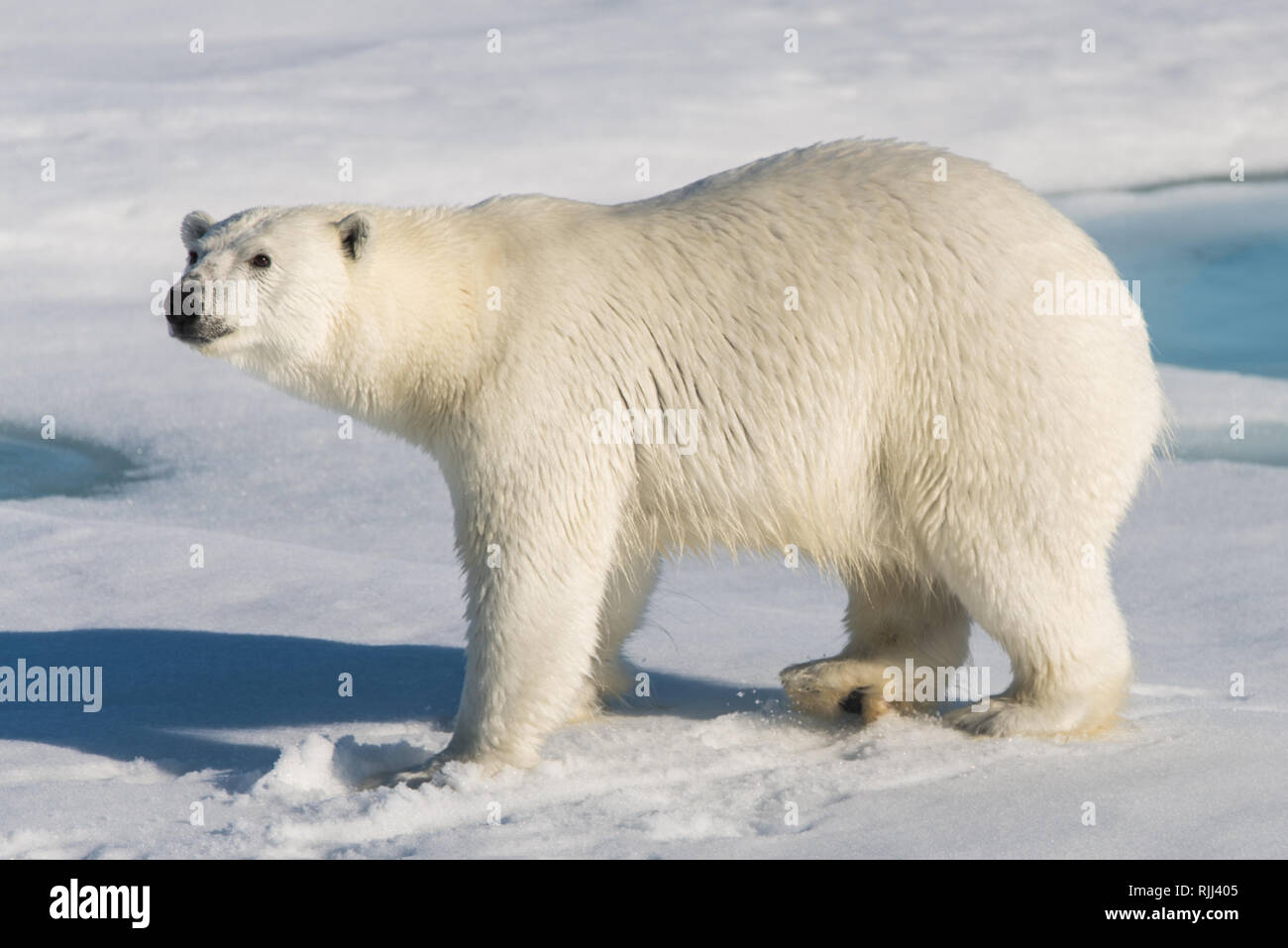 L'ours polaire (Ursus maritimus) Aller sur la banquise au nord de l'île de Spitsbergen, Svalbard Banque D'Images