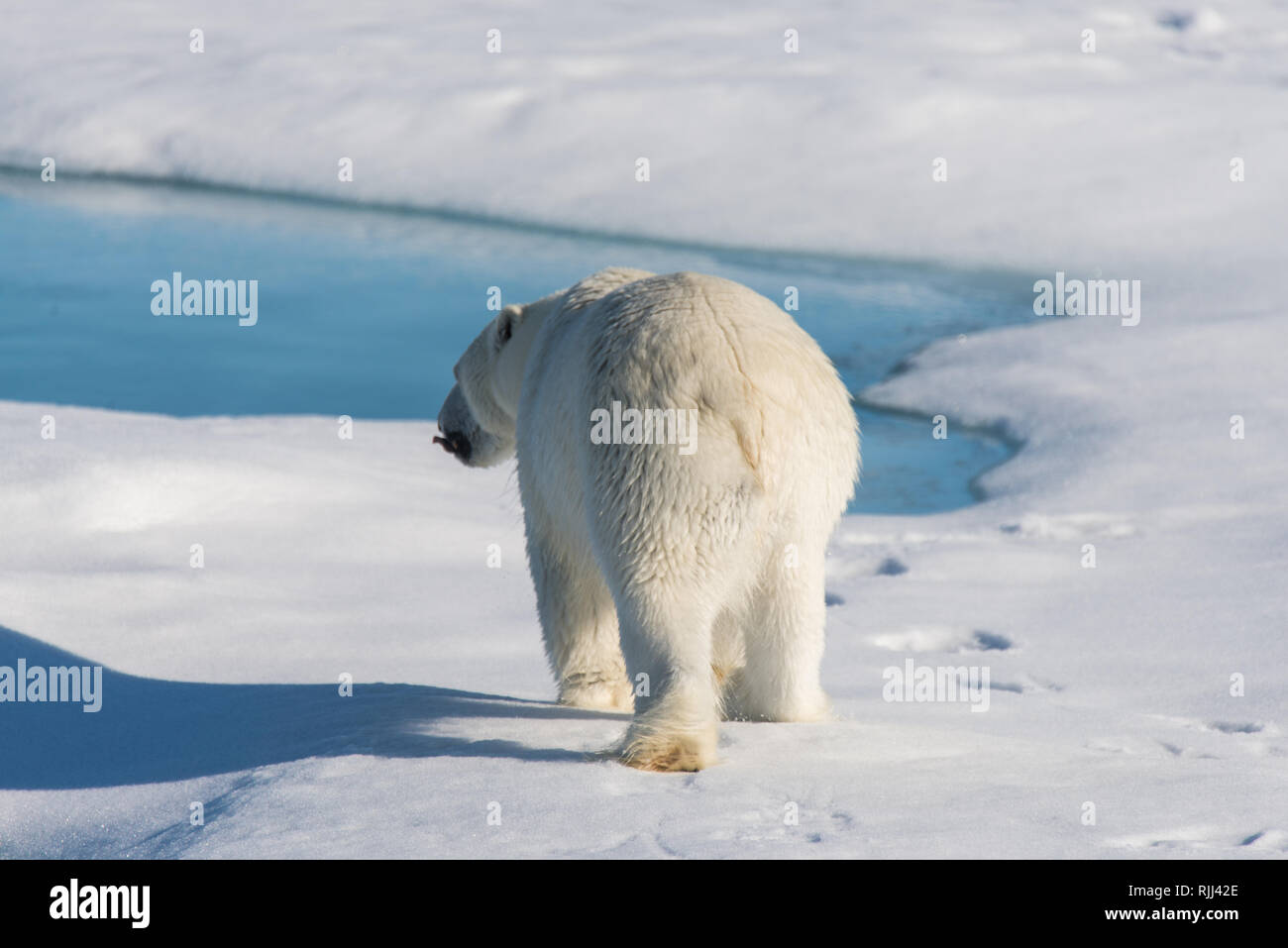 L'ours polaire (Ursus maritimus) Aller sur la banquise au nord de l'île de Spitsbergen, Svalbard Banque D'Images