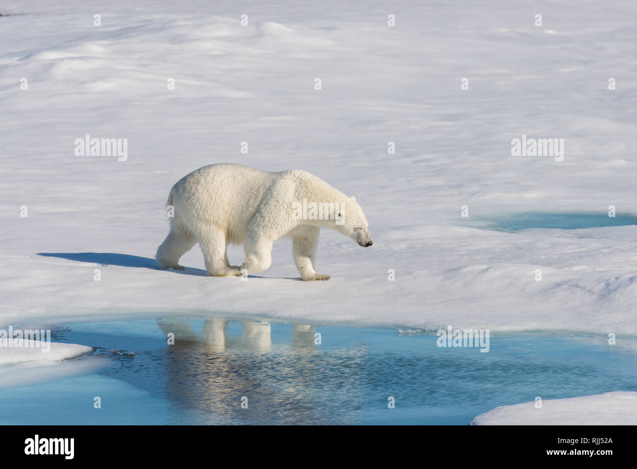 L'ours polaire (Ursus maritimus) Aller sur la banquise au nord de l'île de Spitsbergen, Svalbard Banque D'Images