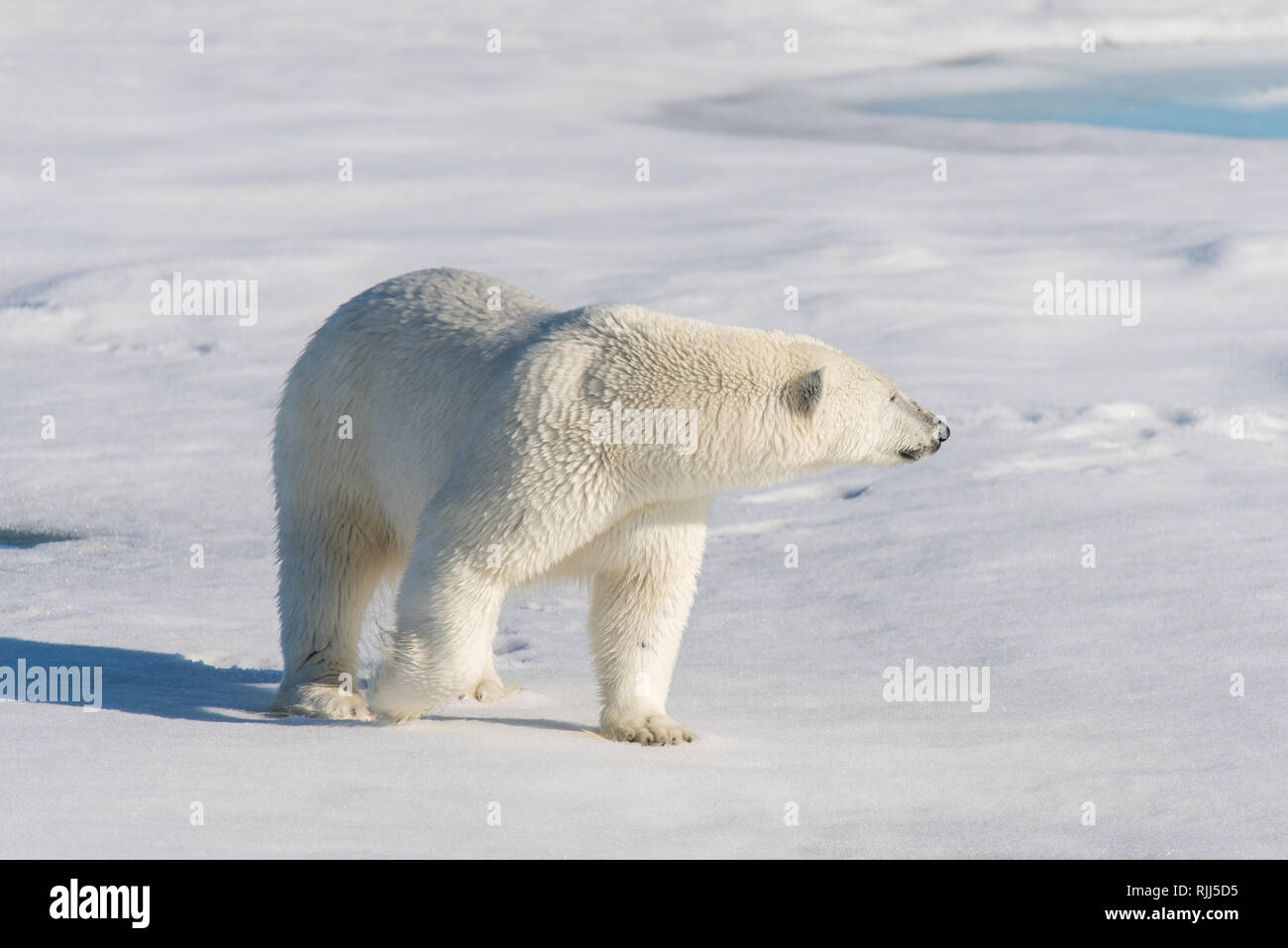 L'ours polaire (Ursus maritimus) Aller sur la banquise au nord de l'île de Spitsbergen, Svalbard Banque D'Images