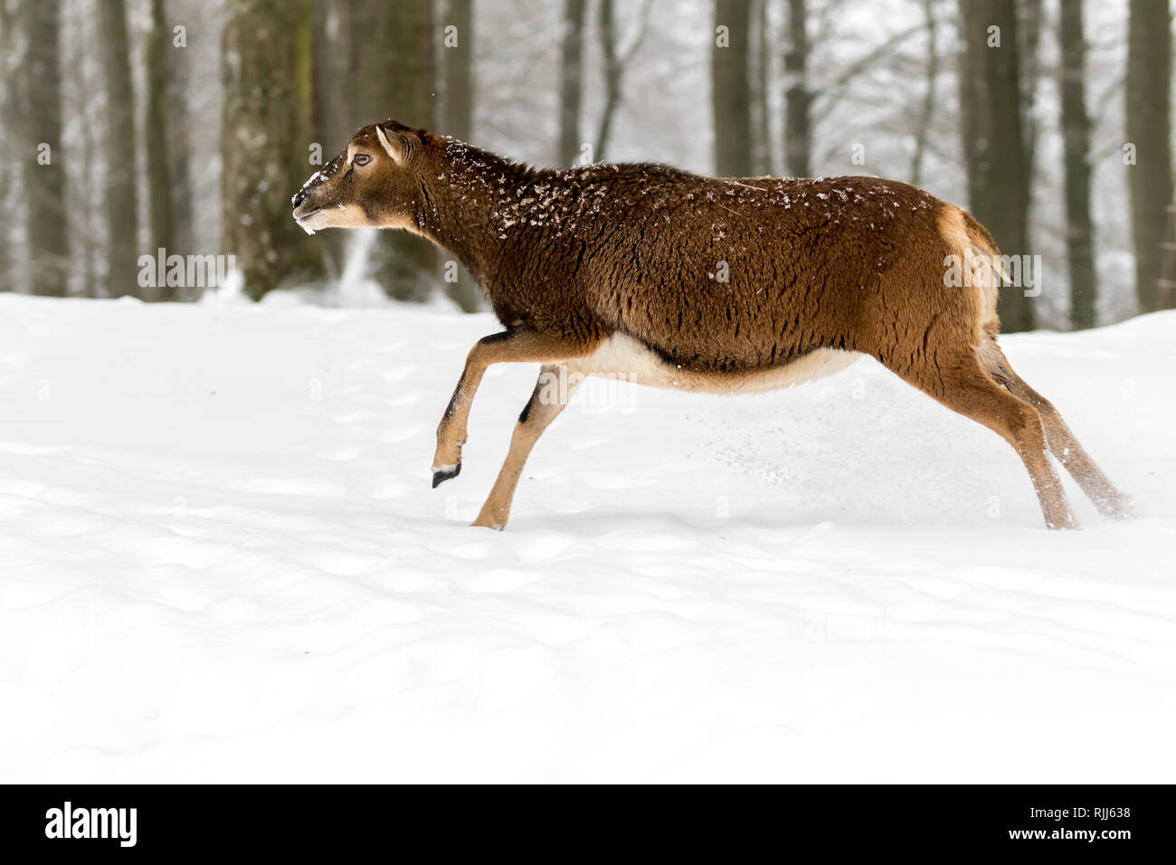 Mouflon européen (Ovis orientalis musimon). Ewe fonctionnant en forêt en hiver. Allemagne Banque D'Images