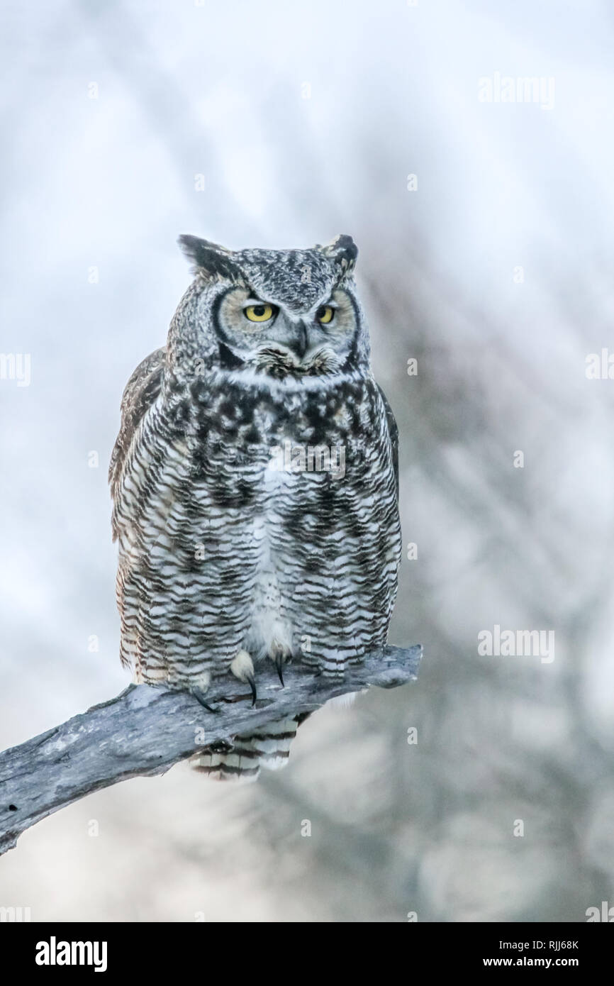 Beau grand duc perché sur un membre de l'arbre comme coucher de soleil et le crépuscule arrive sur une soirée d'hiver en Alberta, Canada. Prix pour le texte. Vue frontale. Banque D'Images