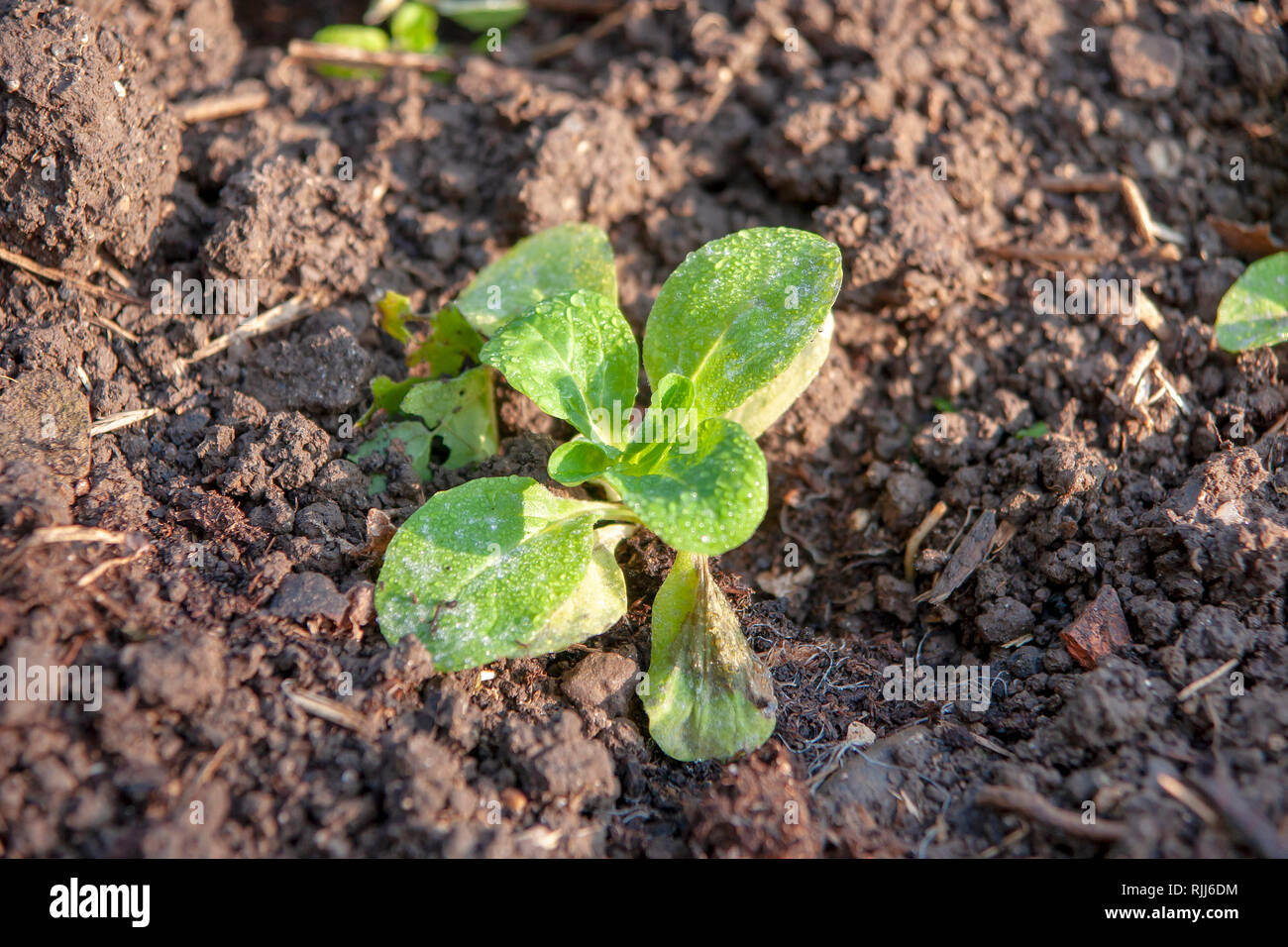 Salade de maïs fraîchement plantés, chénopode Lattuce (Valerianella locusta) dans un lit de jardin. Allemagne Banque D'Images