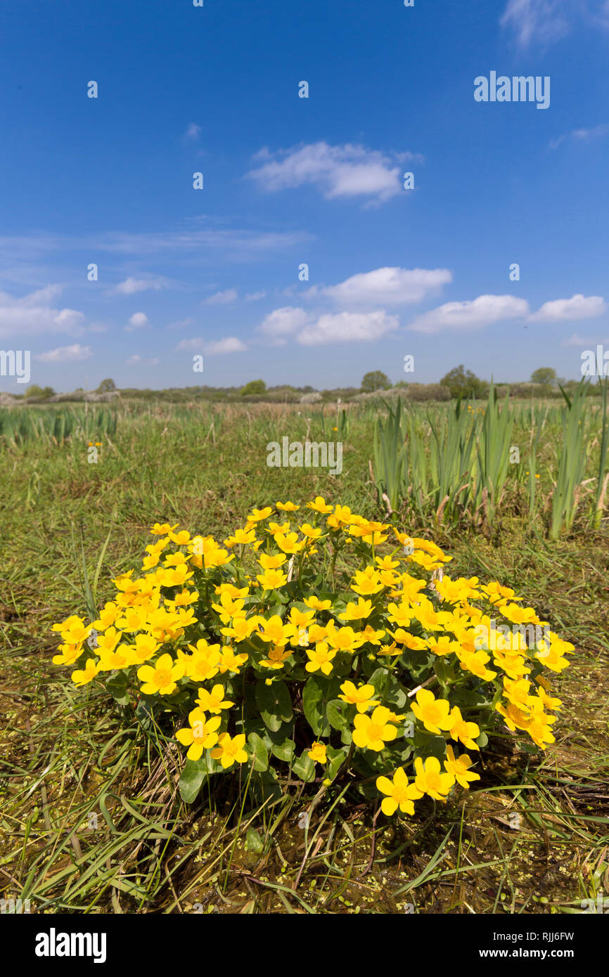 Kingcup, Populage des marais (Caltha palustris), la floraison. Allemagne Banque D'Images