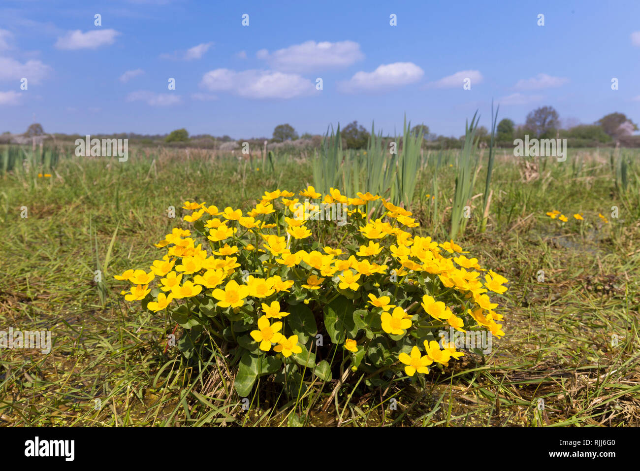 Kingcup, Populage des marais (Caltha palustris), la floraison. Allemagne Banque D'Images