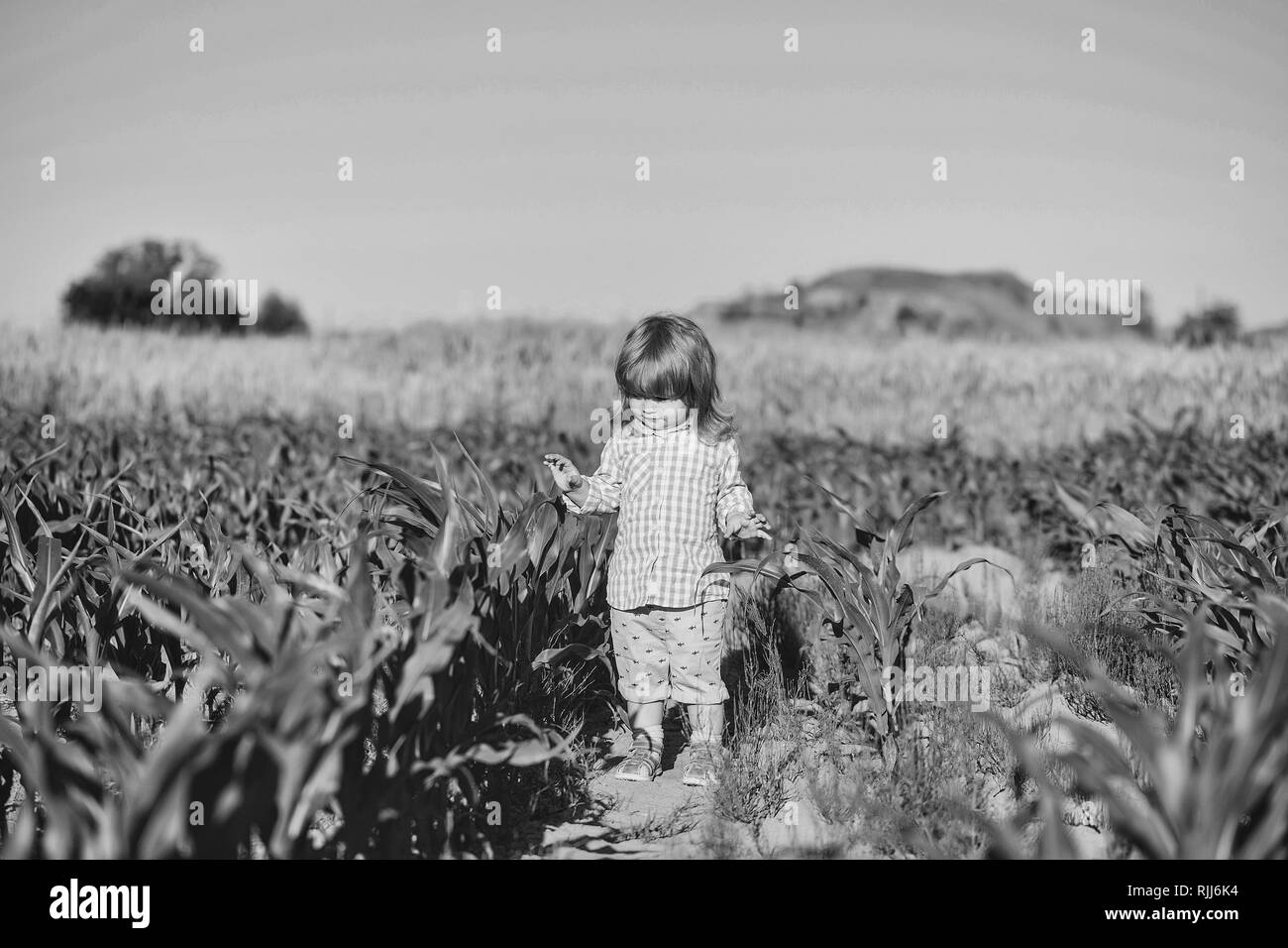 Petit garçon dans un champ de maïs ou de maïs Banque D'Images