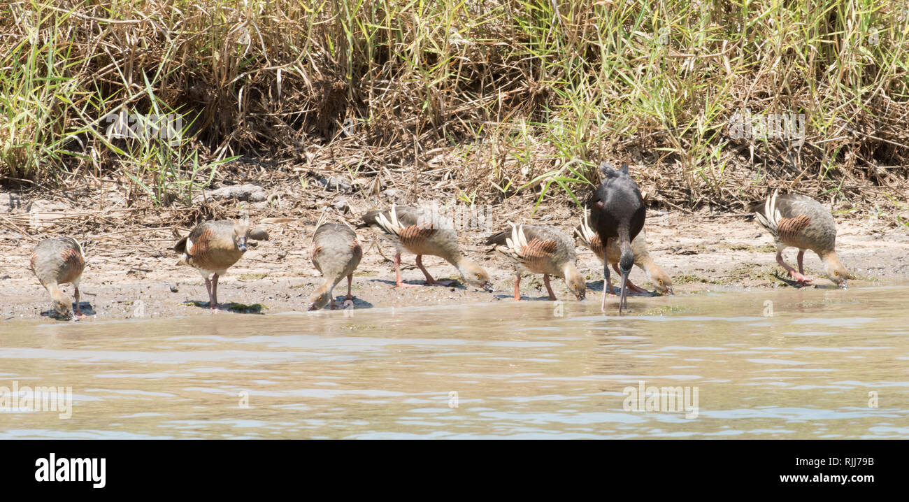 Sifflement de plumes de canards et de l'ibis dans l'alimentation des zones humides dans la Corroboree Billabong, Territoire du Nord de l'Australie Banque D'Images