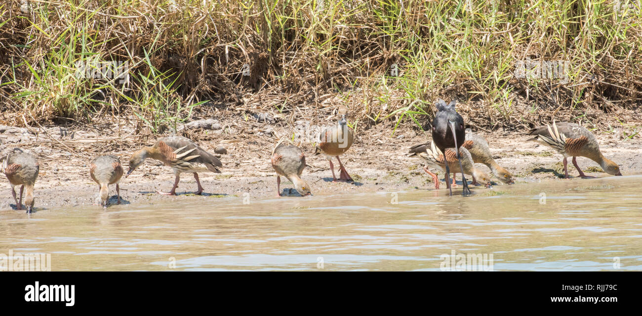 Sifflement de plumes de canards et de l'ibis dans l'alimentation des zones humides dans la Corroboree Billabong, Territoire du Nord de l'Australie Banque D'Images