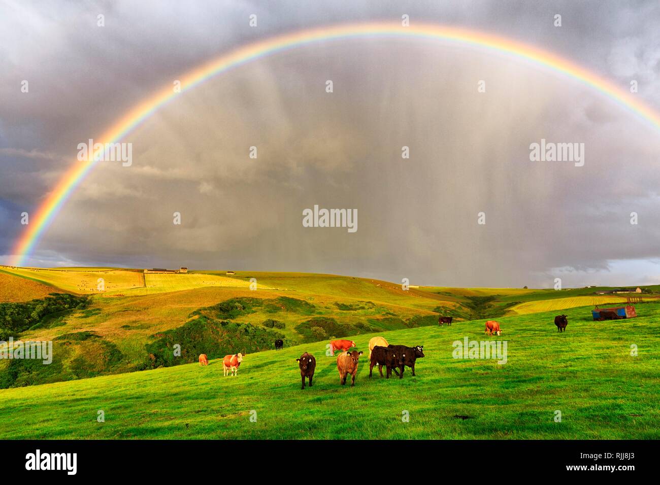 Angus le pâturage du bétail sur les pâturages en paysage agricole avec rainbow, Pennan, Aberdeenshire, Ecosse, Grande-Bretagne Banque D'Images
