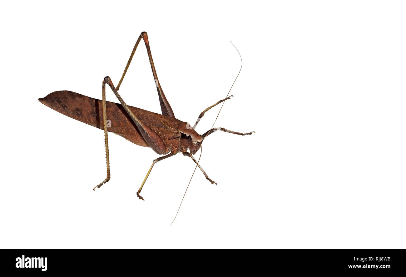 Libre de feuille morte Grasshopper isolé sur fond blanc, chemin de détourage Banque D'Images