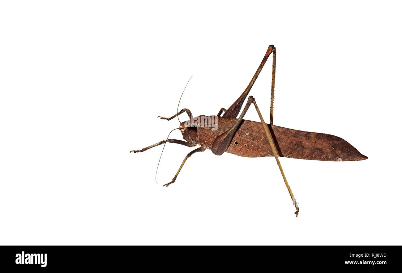 Libre de feuille morte Grasshopper isolé sur fond blanc, chemin de détourage Banque D'Images