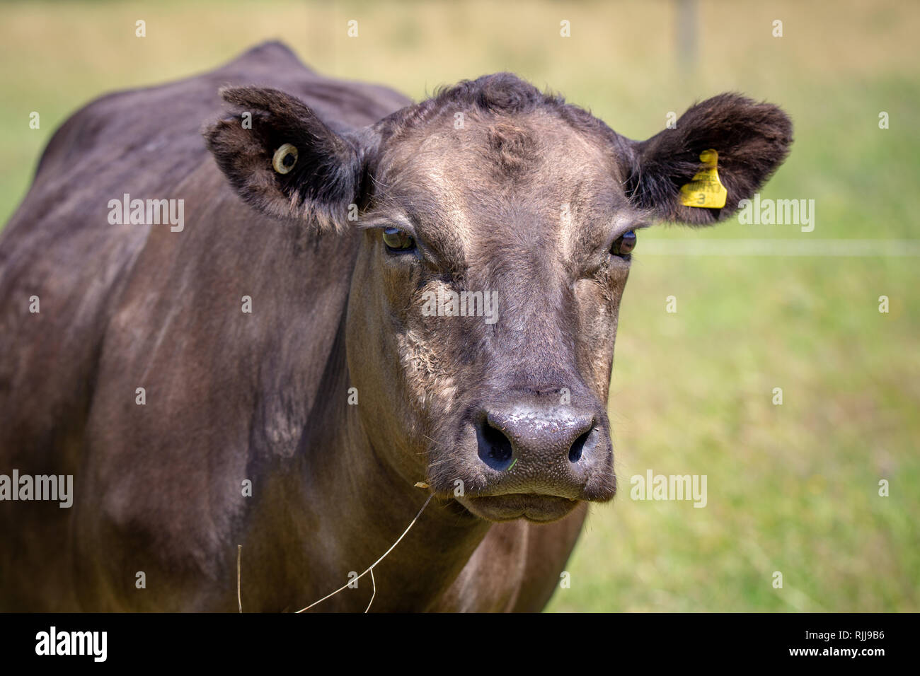 Une vache brune recherche de pâturage dans un champ en Nouvelle Zélande Banque D'Images