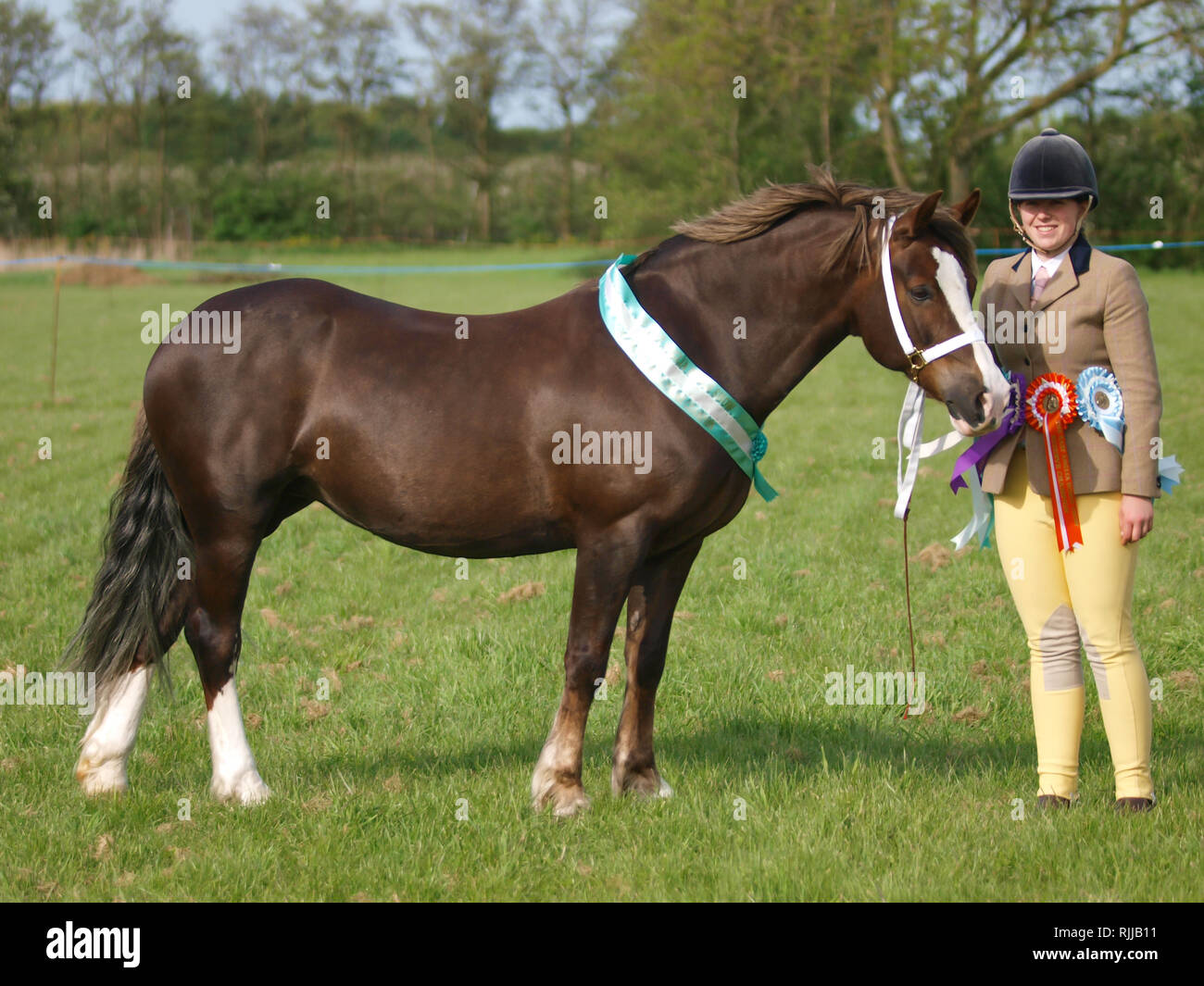 Un cheval gagnant Welsh se lève dans la main avec son maître. Banque D'Images