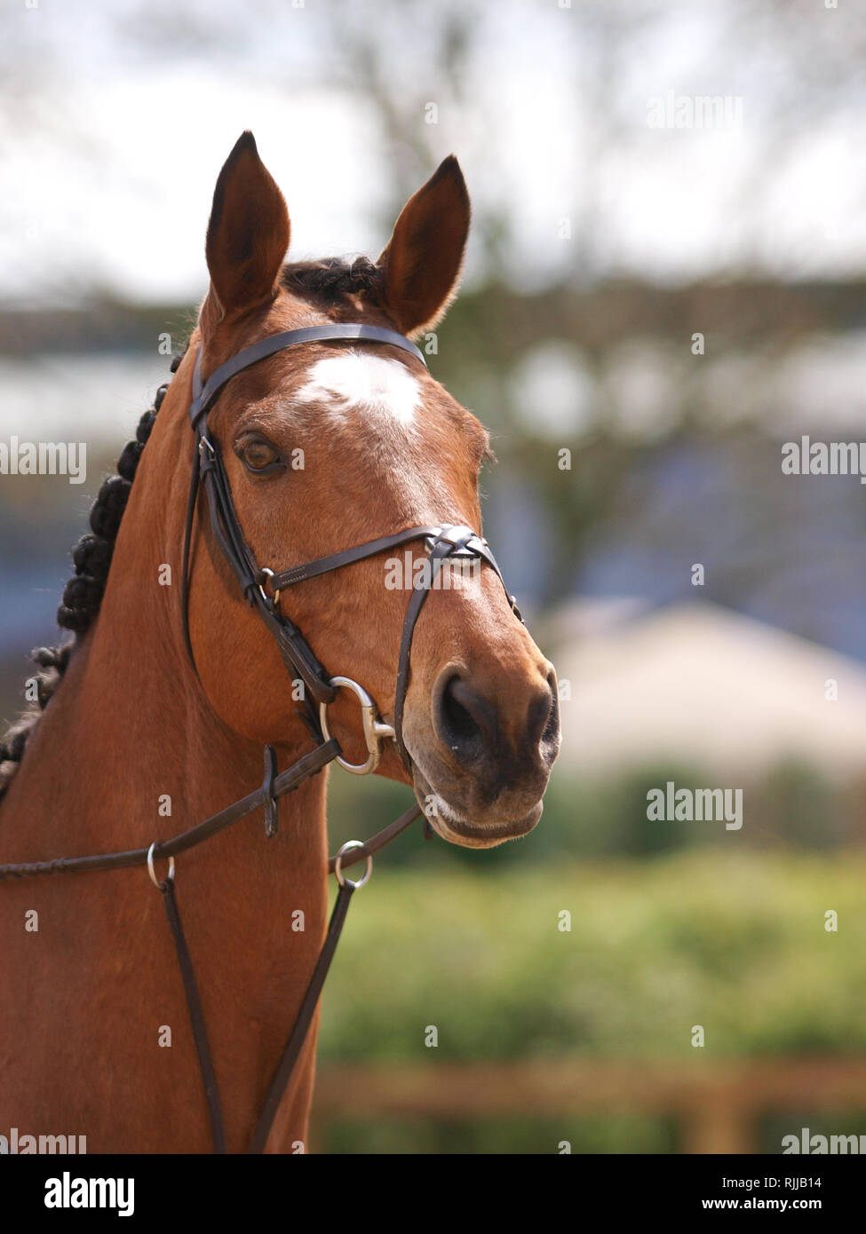 Un coup de tête d'un cheval dans une patte lors d'une compétition. Banque D'Images