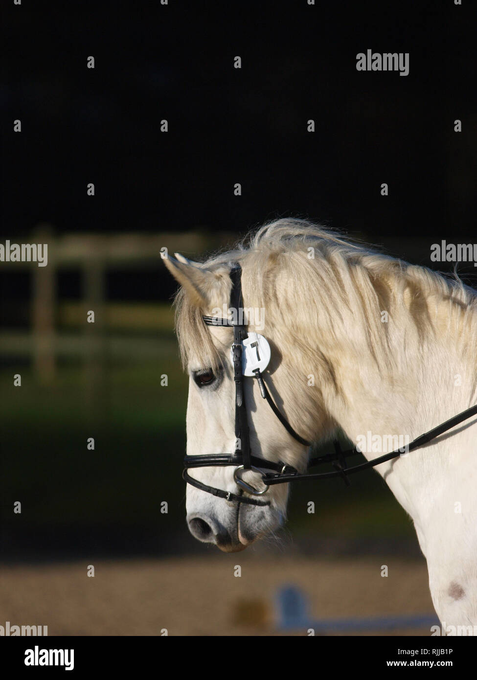 Une tête d'un poney gris dans le mors Banque D'Images