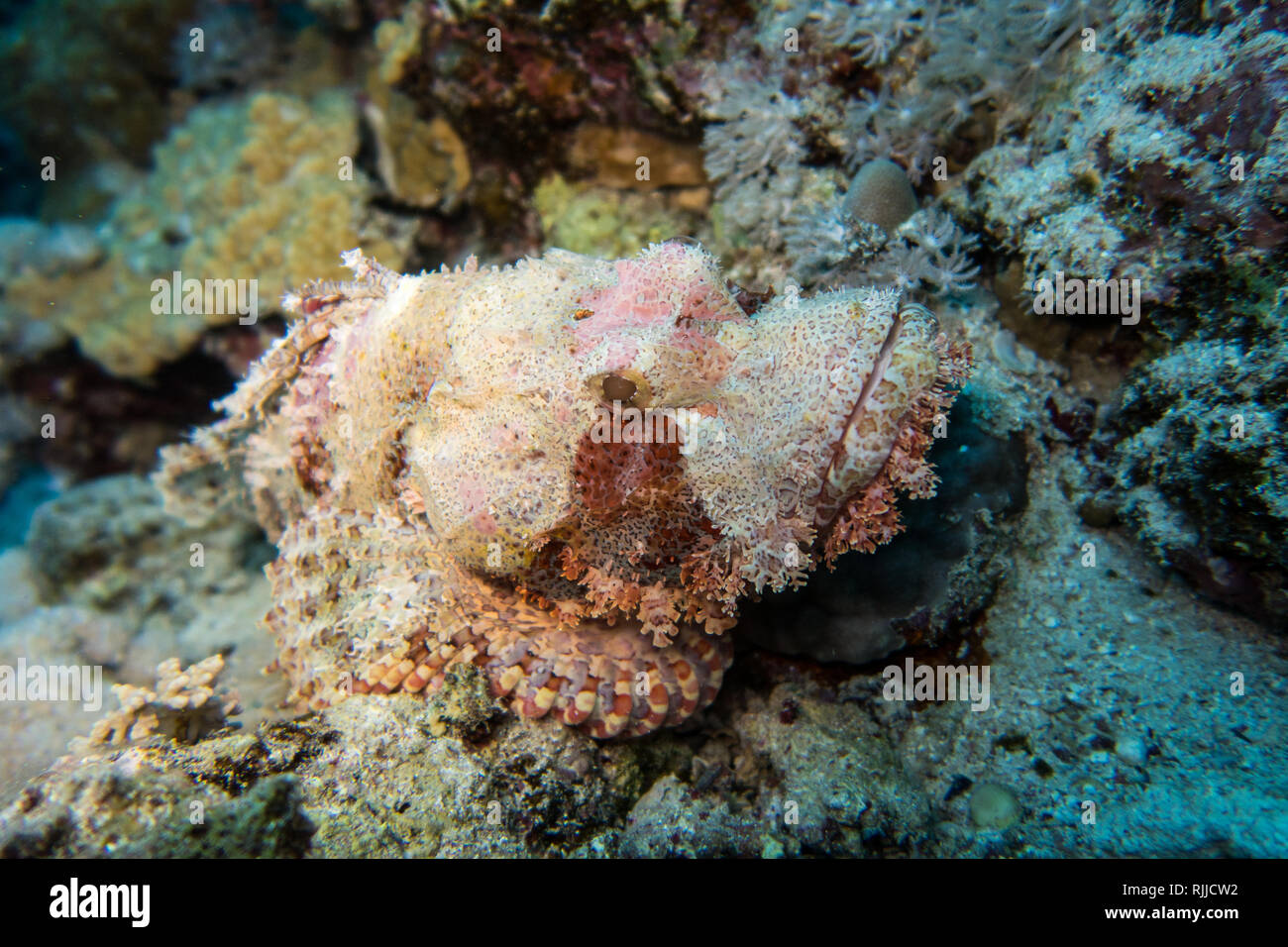 Parfaitement camouflé et pierre déguisée ou poissons Poissons Skorpion en attente de proies dans la mer Rouge en Egypte Banque D'Images