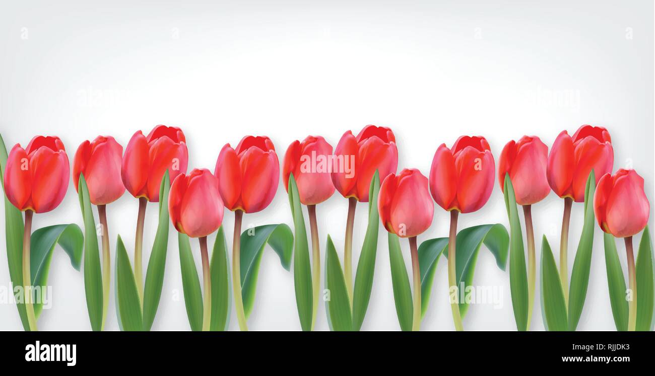 Tulipe rose fleurs sur fond blanc réaliste vecteur modèle de page Illustration de Vecteur