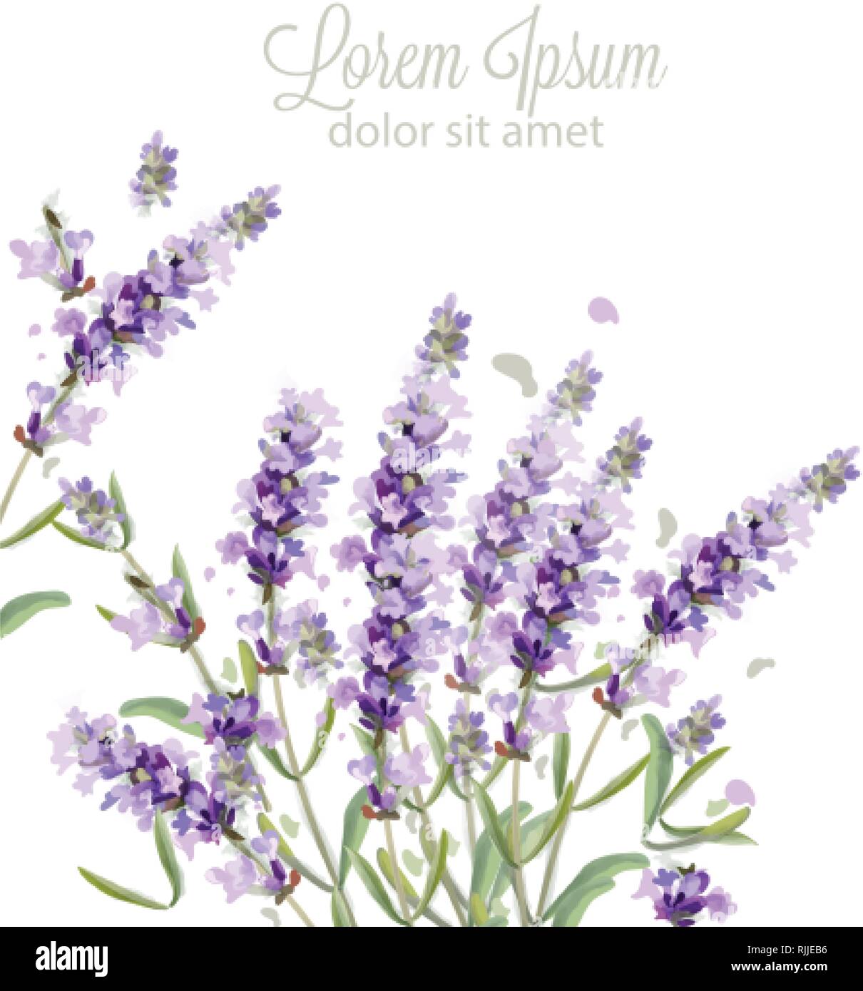 Carte Lavande Aquarelle Vecteur Bouquet De Fleurs Fond Banniere Printemps Delicat Invitation De Mariage La Femme Modele Anniversaire Image Vectorielle Stock Alamy Carte Lavande Aquarelle Vecteur Bouquet De Fleurs Fond Banniere Printemps Delicat Invitation De Mariage La Femme Modele Anniversaire Image Vectorielle Stock Alamy